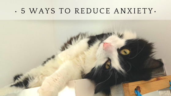 are dogs or cats better for anxiety